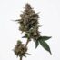 Gas Pie cannabis strain plant
