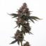 Gastronaut cannabis strain plant