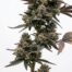 Gelatina cannabis strain plant