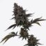 Gelato Candy cannabis strain plant