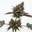 Gelato Z cannabis strain plant