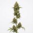 Giraffe Head cannabis strain plant