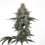 Glaciers cannabis strain plant