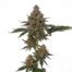 Granddaddy Pluto cannabis strain plant