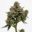 Gream cannabis strain plant