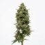 Grimm Glue cannabis strain plant
