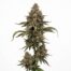 Gummiez cannabis strain plant