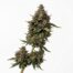 Hibachi cannabis strain plant