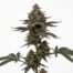 High Tolerance cannabis strain plant