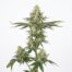Honeydew Boba cannabis strain plant