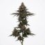 Hot Mess cannabis strain plant
