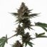 Hypnotoad cannabis strain plant