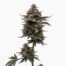 Icy Runtz cannabis strain plant