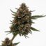 Khalifa Mints cannabis strain plant