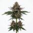 Kryptochronic cannabis strain plant