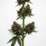 LA Push Pop cannabis strain plant