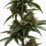 Larry Lovestein cannabis strain plant