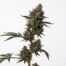 Lazar 115 cannabis strain plant