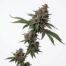 Lcg BX1 cannabis strain plant