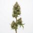 Lemon Cherry Diesel cannabis strain plant
