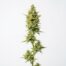 Lemon Guava cannabis strain plant