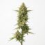 Lemon Shiv cannabis strain plant