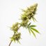 Lemon Stripe cannabis strain plant