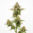 Lemon Up cannabis strain plant