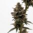 Lord Licorice cannabis strain plant