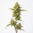 Lunar Lemon cannabis strain plant