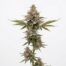 Melted Strawberry cannabis strain plant
