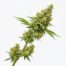 Midori Sour cannabis strain plant