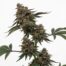 Mike Tyson Toad cannabis strain plant