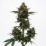 Mintz Snackz cannabis strain plant