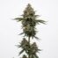 Miracle Grow cannabis strain plant