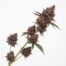 Mochi Runtz cannabis strain plant