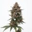 Nag Champa cannabis strain plant