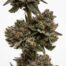 Nino Brown cannabis strain plant