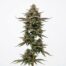 OG Marker cannabis strain plant