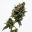 Orange Cookie Chem cannabis strain plant