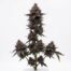 Oreo Runtz cannabis strain plant
