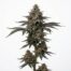Palisades Mint cannabis strain plant