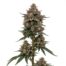 Papaya Bang Bang cannabis strain plant