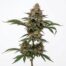 Peach Dosi cannabis strain plant