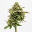 Peach Z cannabis strain plant