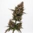 Pi Chew cannabis strain plant