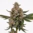 Pink Gummies cannabis strain plant
