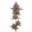 Pink Lobster cannabis strain plant