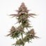 Pink Warheads cannabis strain plant