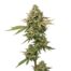 Powder Peach cannabis strain plant